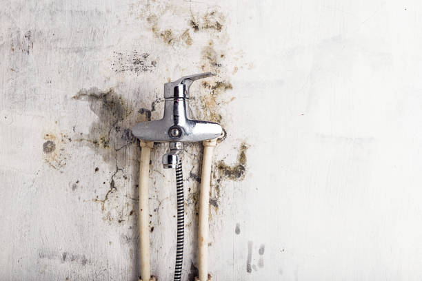 Best Residential Mold Removal  in Belington, WV