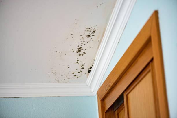 Trusted Belington, WV Mold Removal Experts