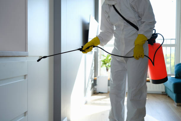 Best Toxic Mold Removal  in Belington, WV
