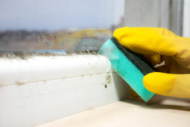 Best Residential Mold Removal  in Belington, WV