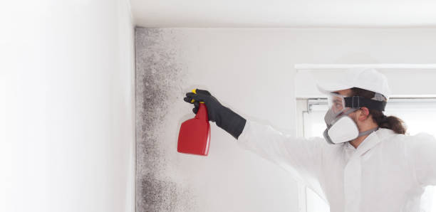 Best Mold Remediation Services  in Belington, WV