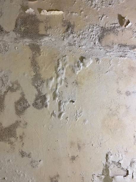 Best Office Mold Removal Services  in Belington, WV