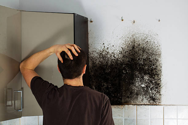 Best Best Mold Removal Companies  in Belington, WV