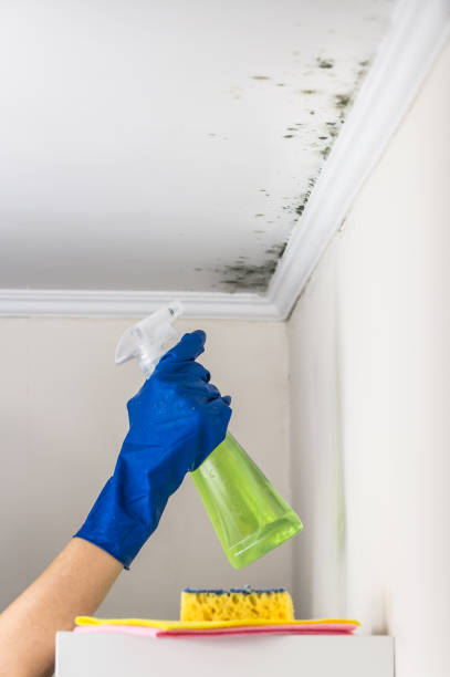 Best Mold Cleaning Services  in Belington, WV
